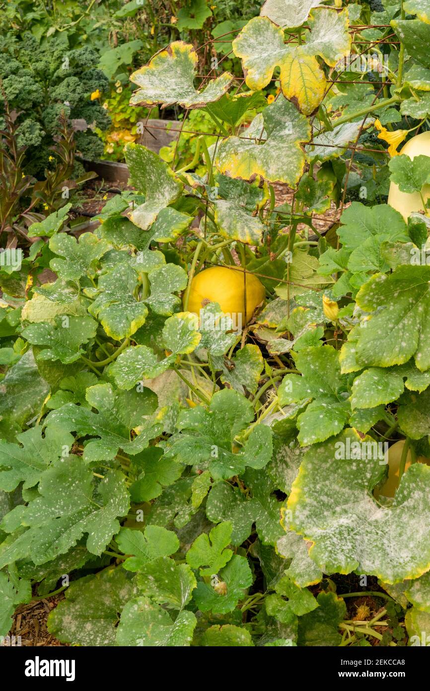 Issaquah, Washington, USA.  Spaghetti squash plant with blight on the leaves Stock Photo