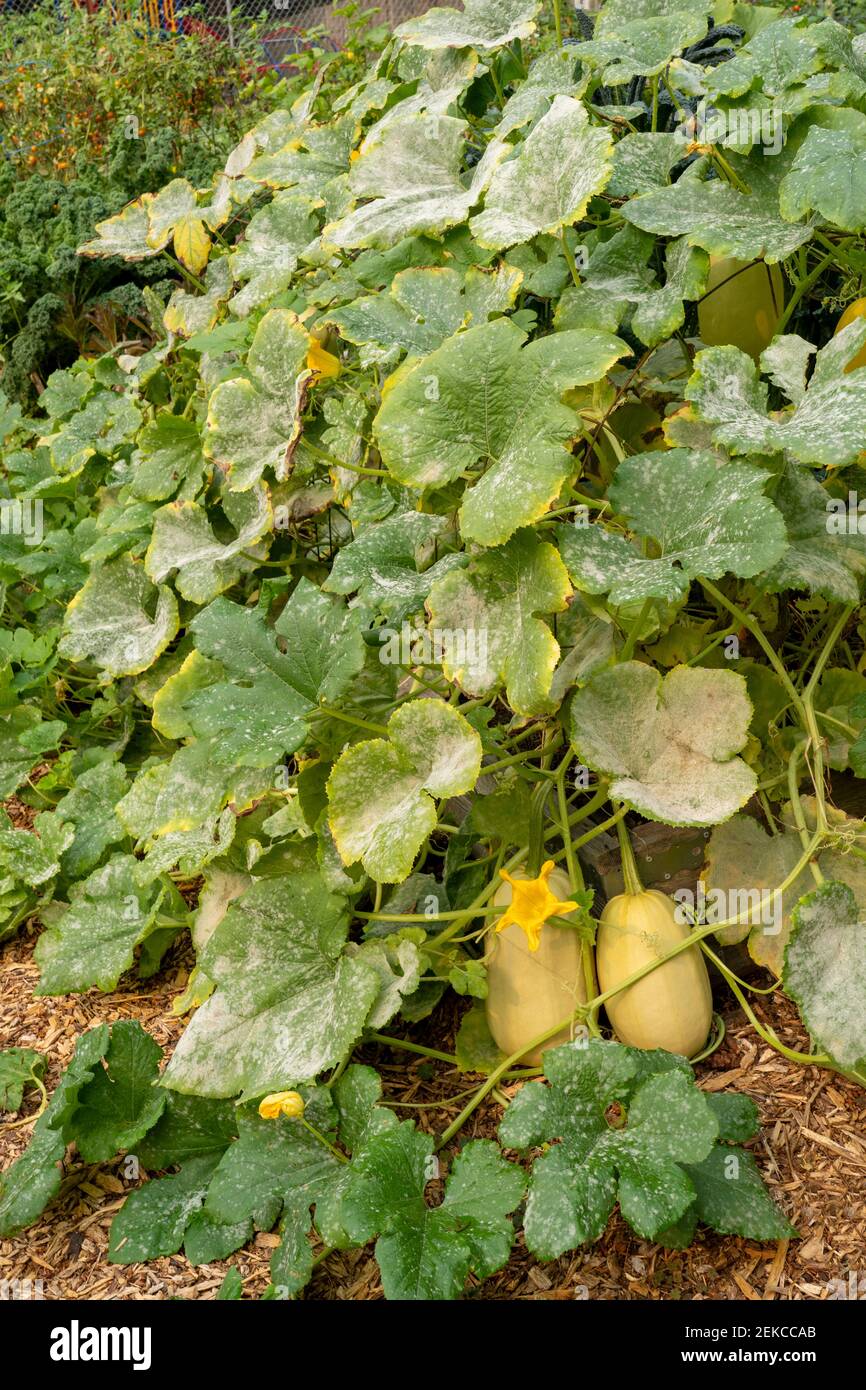 Issaquah, Washington, USA.  Spaghetti squash plant with blight on the leaves Stock Photo