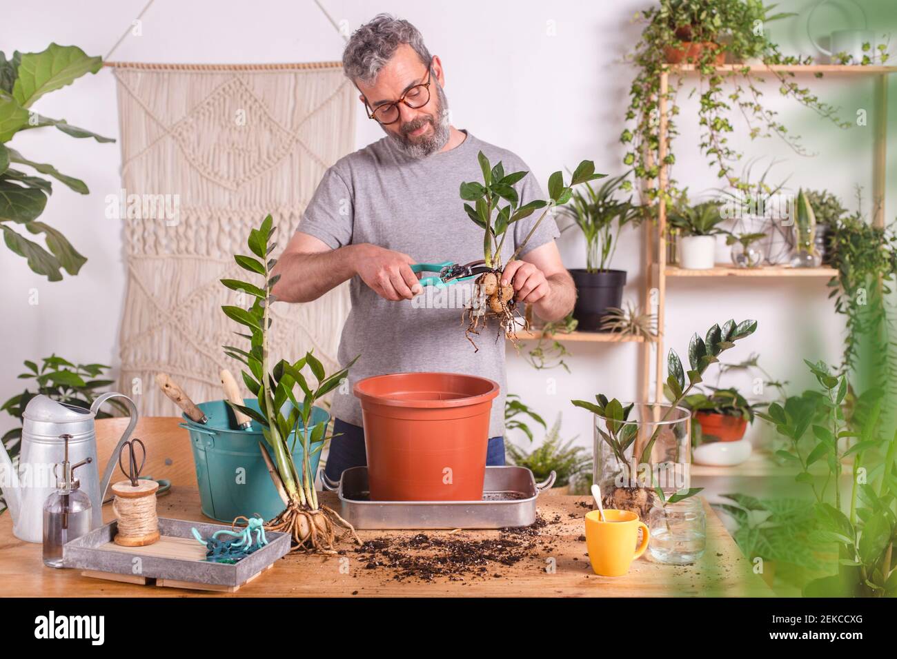 Mature man cutting roots of Zamioculcas Zamiifolia plant with pruning shears while standing at home Stock Photo