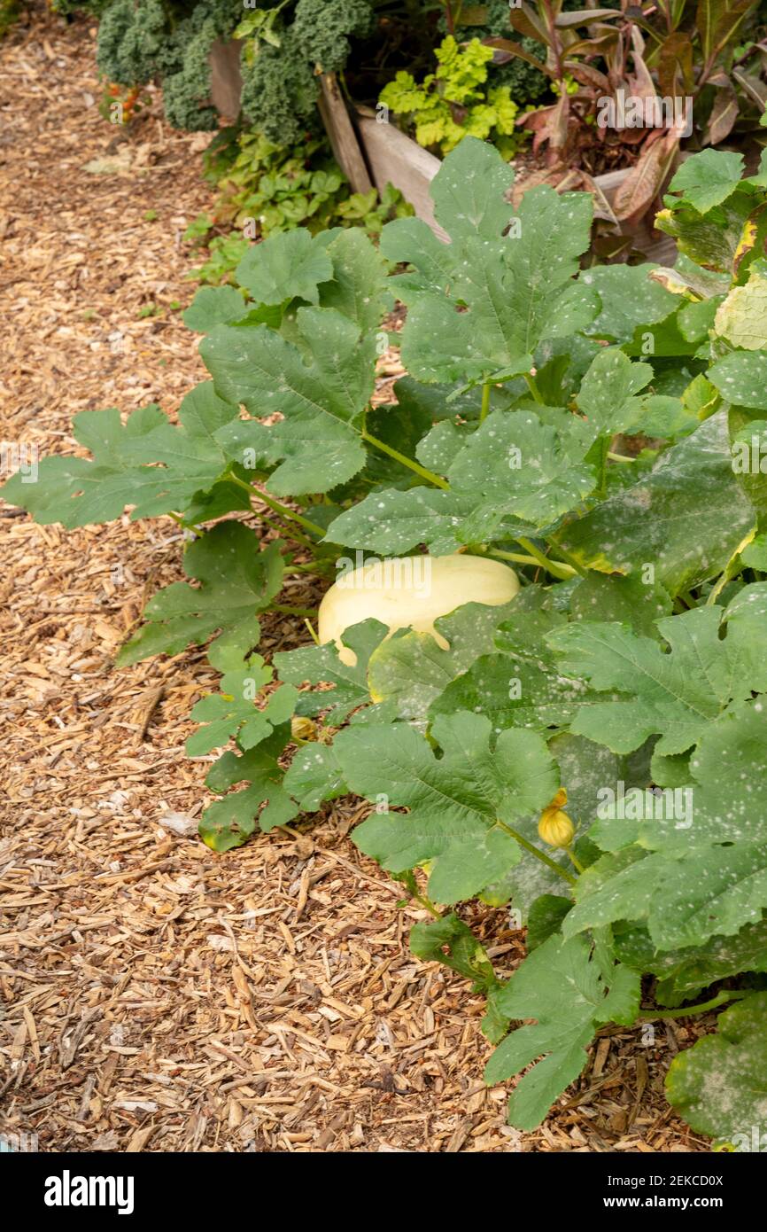 Issaquah Washington Usa Spaghetti Squash Plant With Blight On The Leaves Stock Photo Alamy