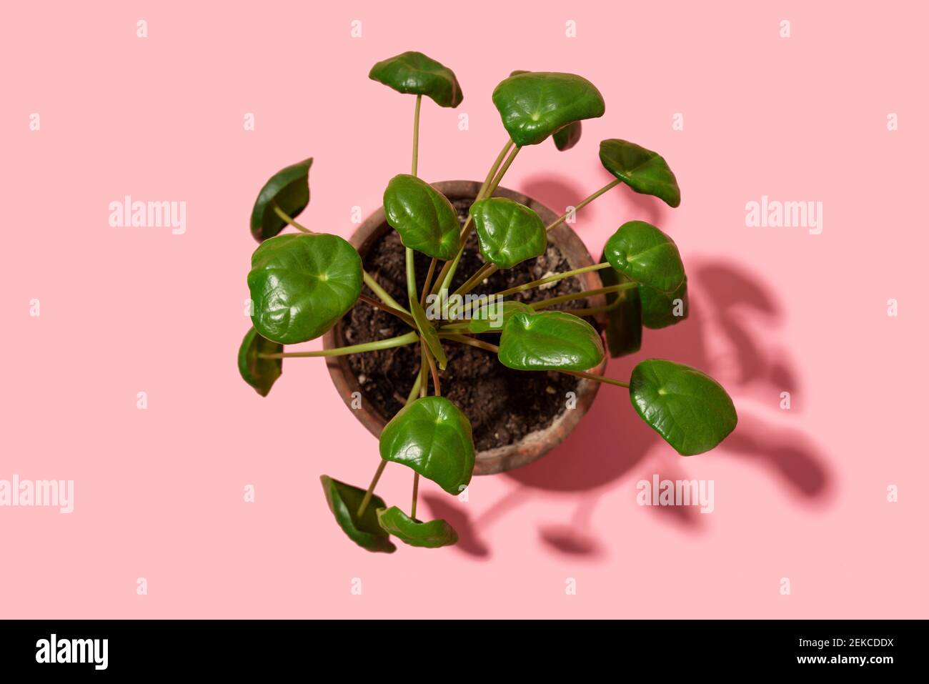 Studio shot of potted Chinese money plant (Pilea peperomioides) Stock Photo