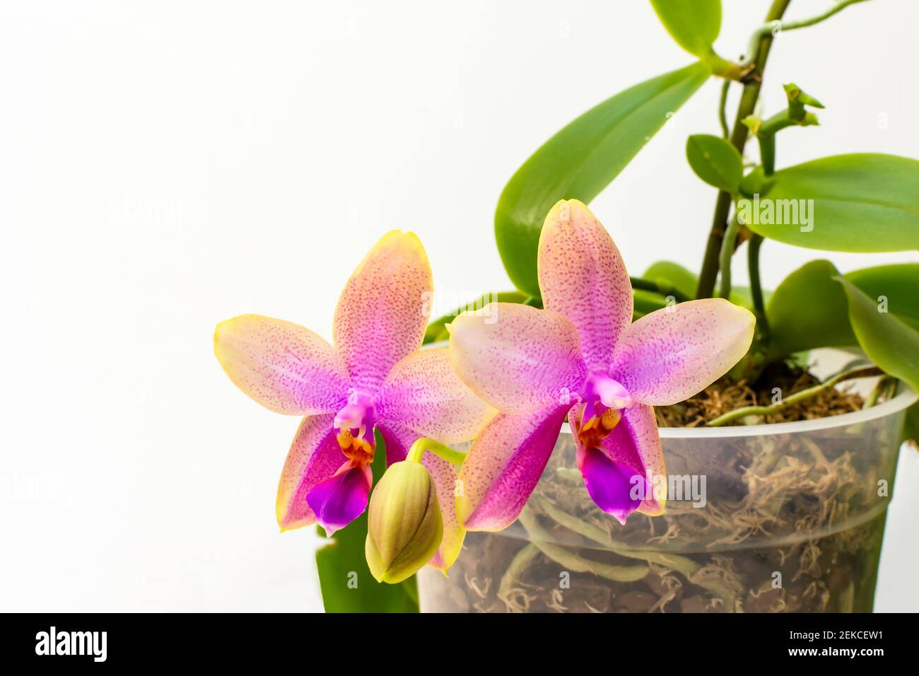 Phalaenopsis liodoro duft hi-res stock photography and images - Alamy