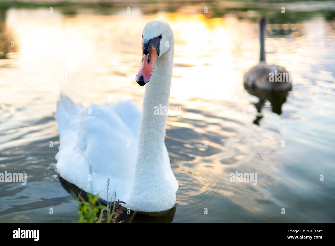 White beautiful swan swimming on lake water in summer Stock Photo - Alamy