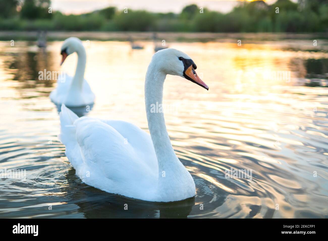 White beautiful swans swimming on lake water in summer Stock Photo - Alamy