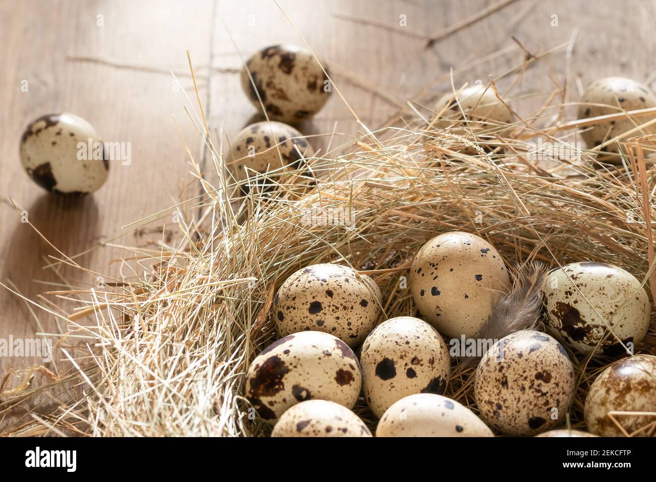 Several quail eggs in a decorative nest made of straw on a wooden table ...