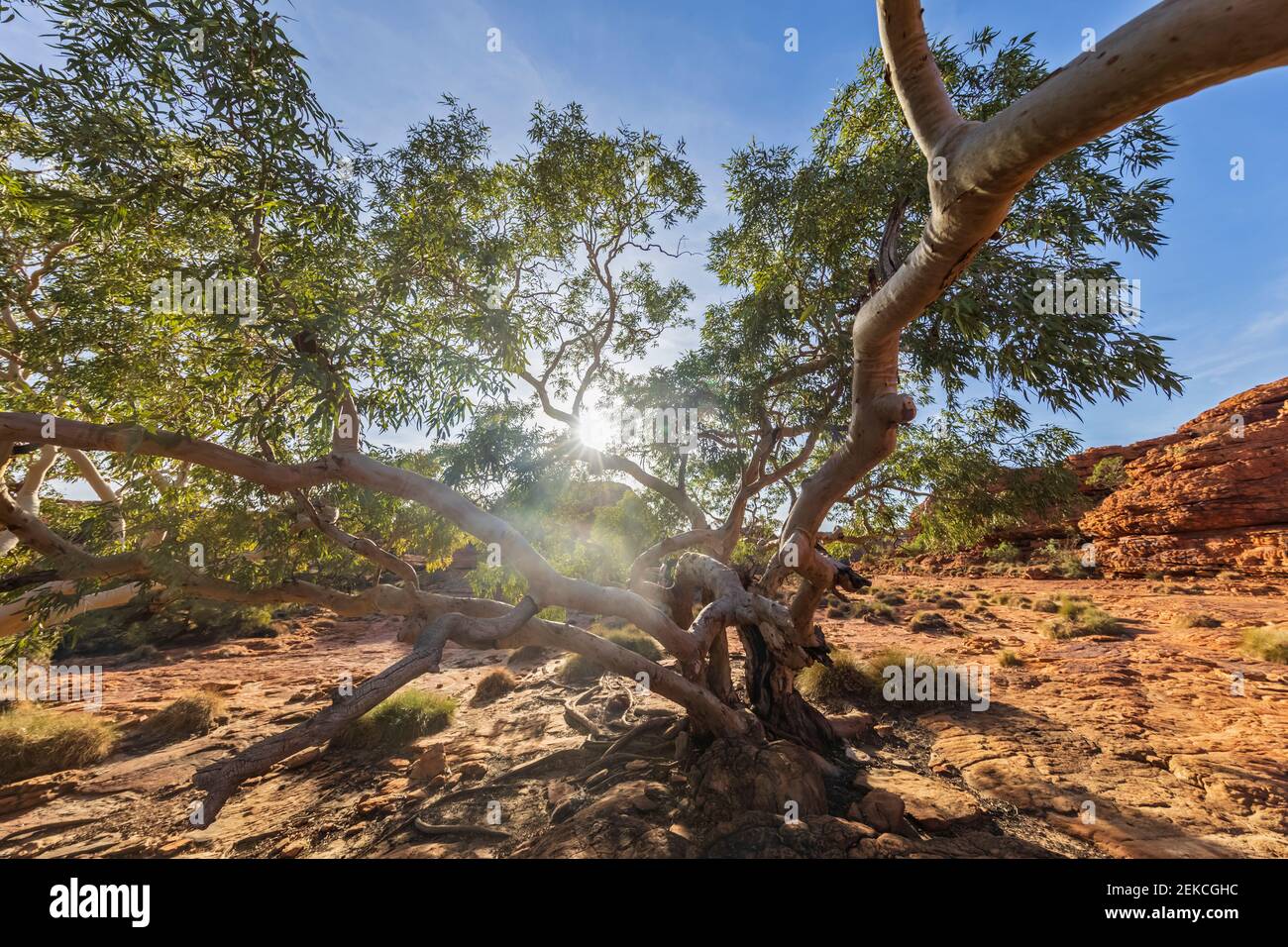 Sun into tree hi-res stock photography and images - Alamy