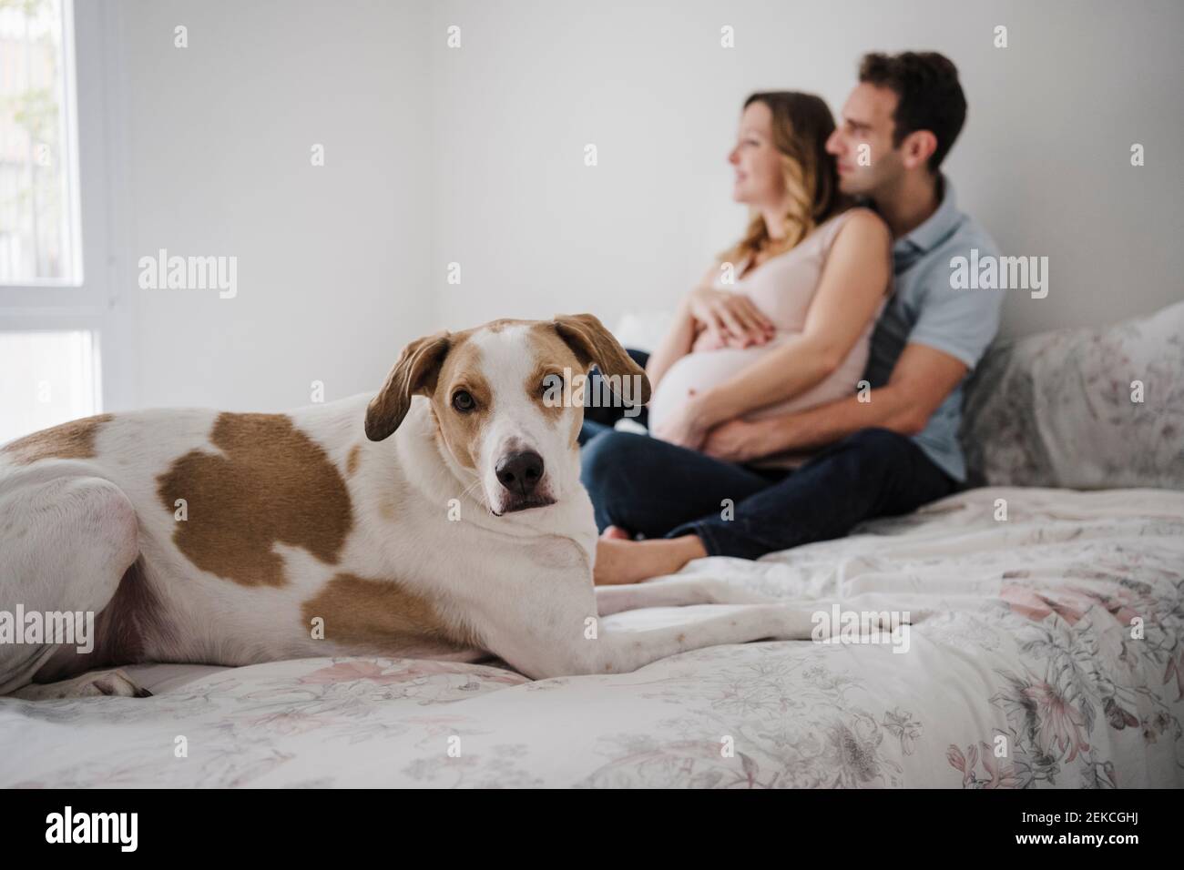 Dog lying on bed while loving couple sitting in background at home Stock Photo