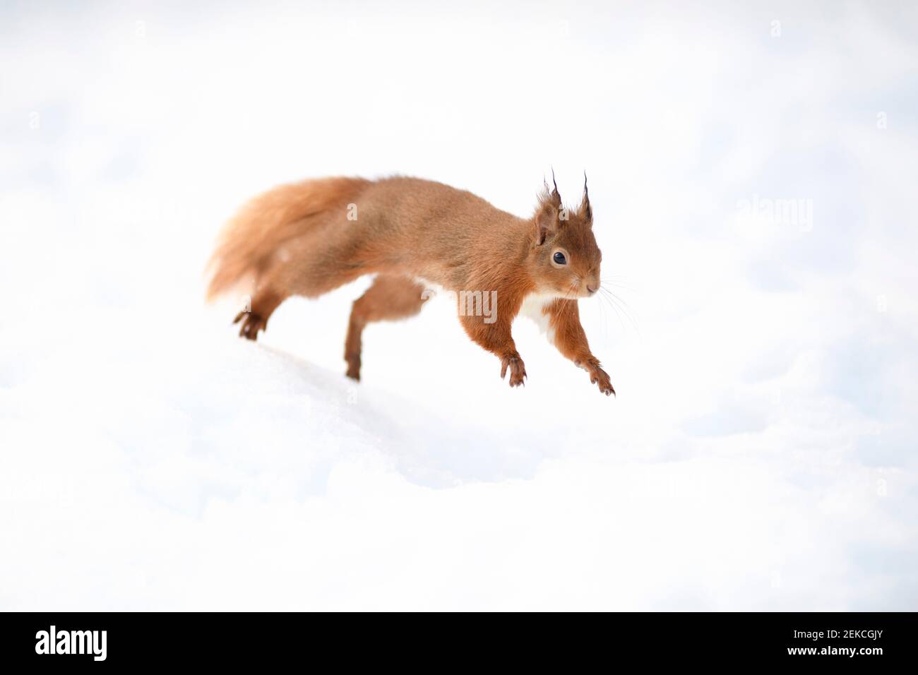 Red squirrel running on snow covered land Stock Photo Alamy