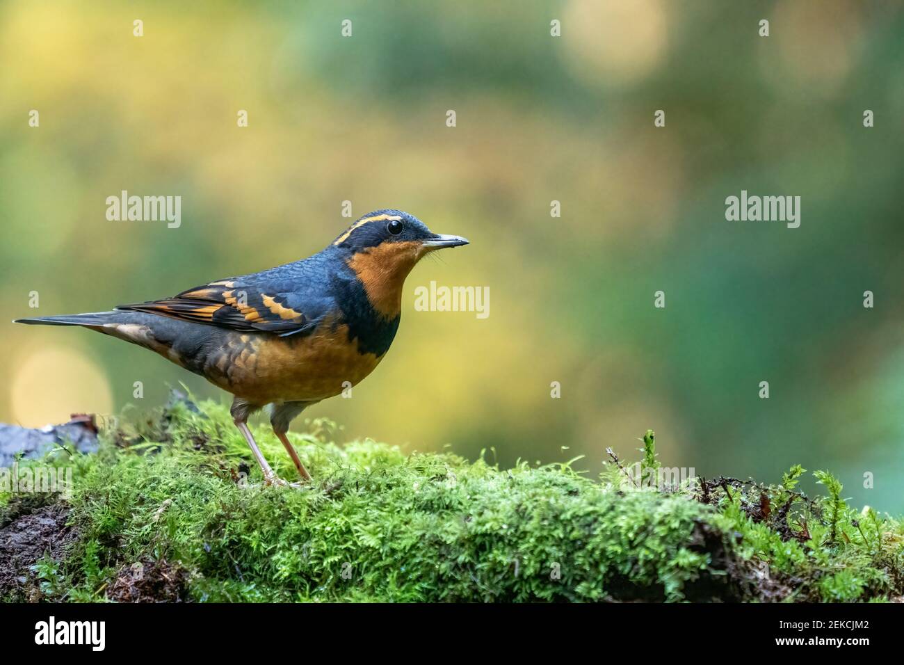 Issaquah, Washington, USA.  Male Varied Thrush perched on a moss-covered log. Stock Photo