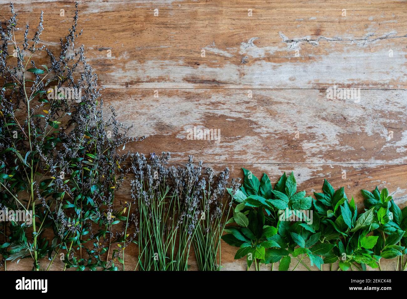 Varieties of medicinal herbs against wall Stock Photo