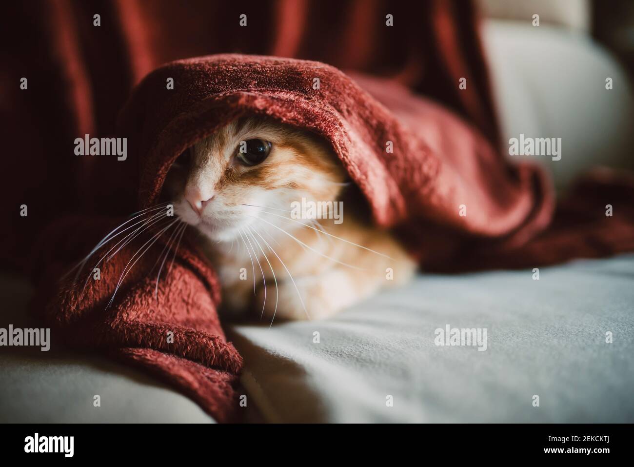 Cat wrapped in red blanket sitting on sofa Stock Photo