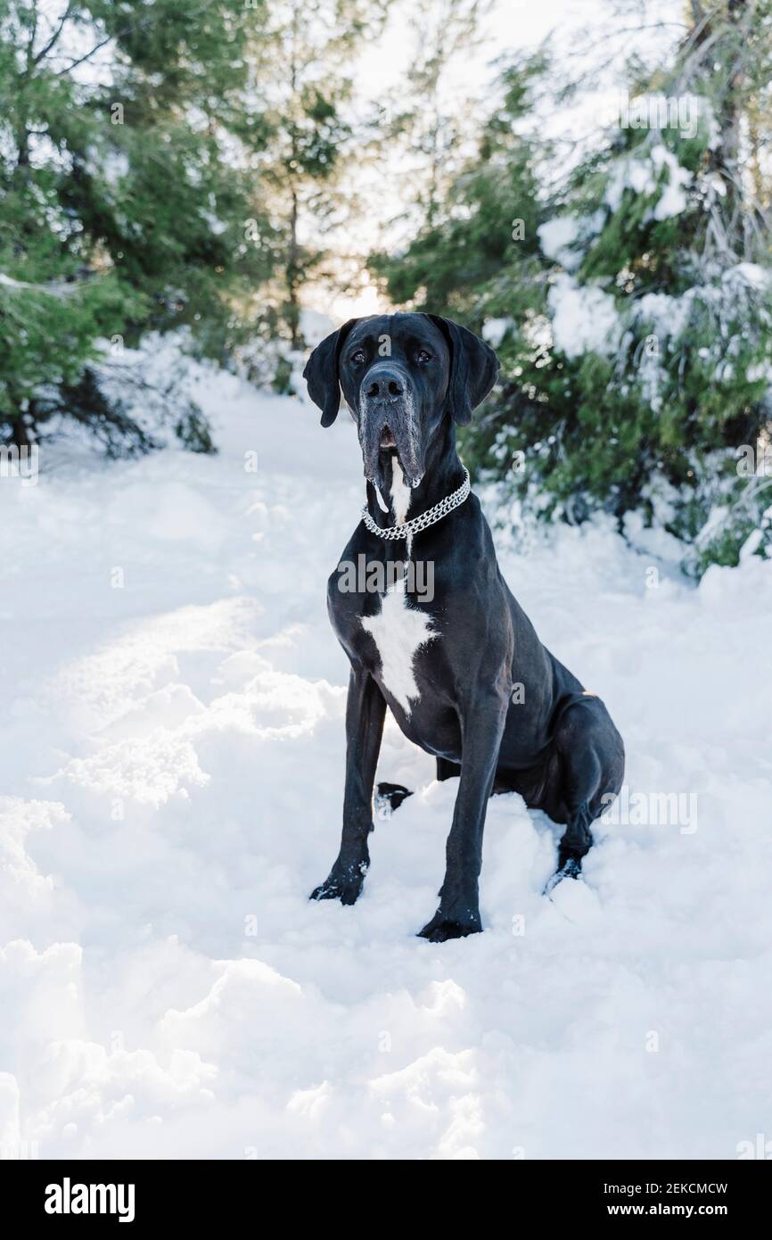Black Great Dane dog sitting in snow against trees Stock Photo