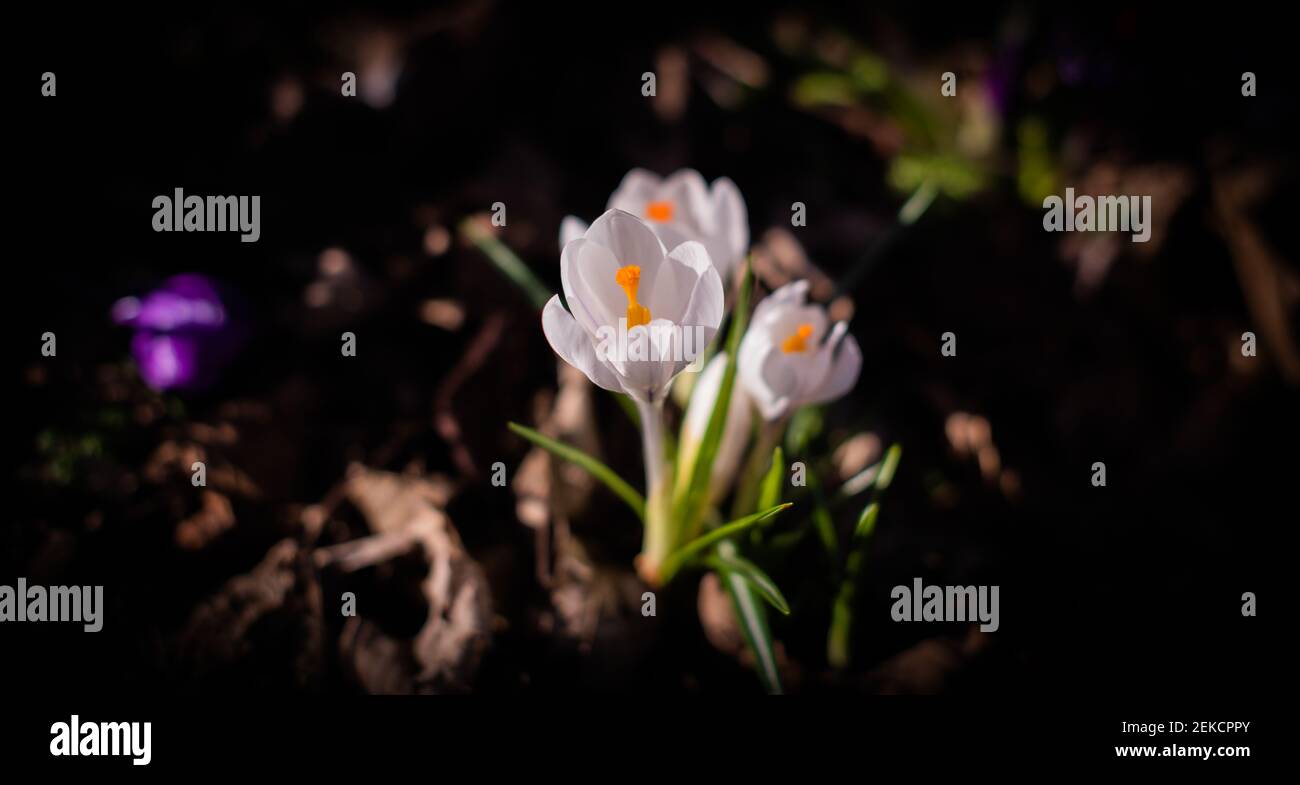 Spring breaking through with crocuses appearing in London Road Park, Edinburgh, February 2021 Stock Photo