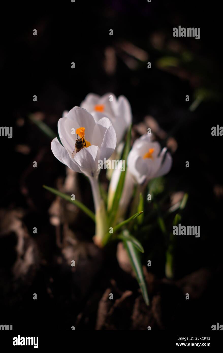 Signs of Spring with bee pollinating a crocus in London Road Park, Edinburgh, February 2021 Stock Photo