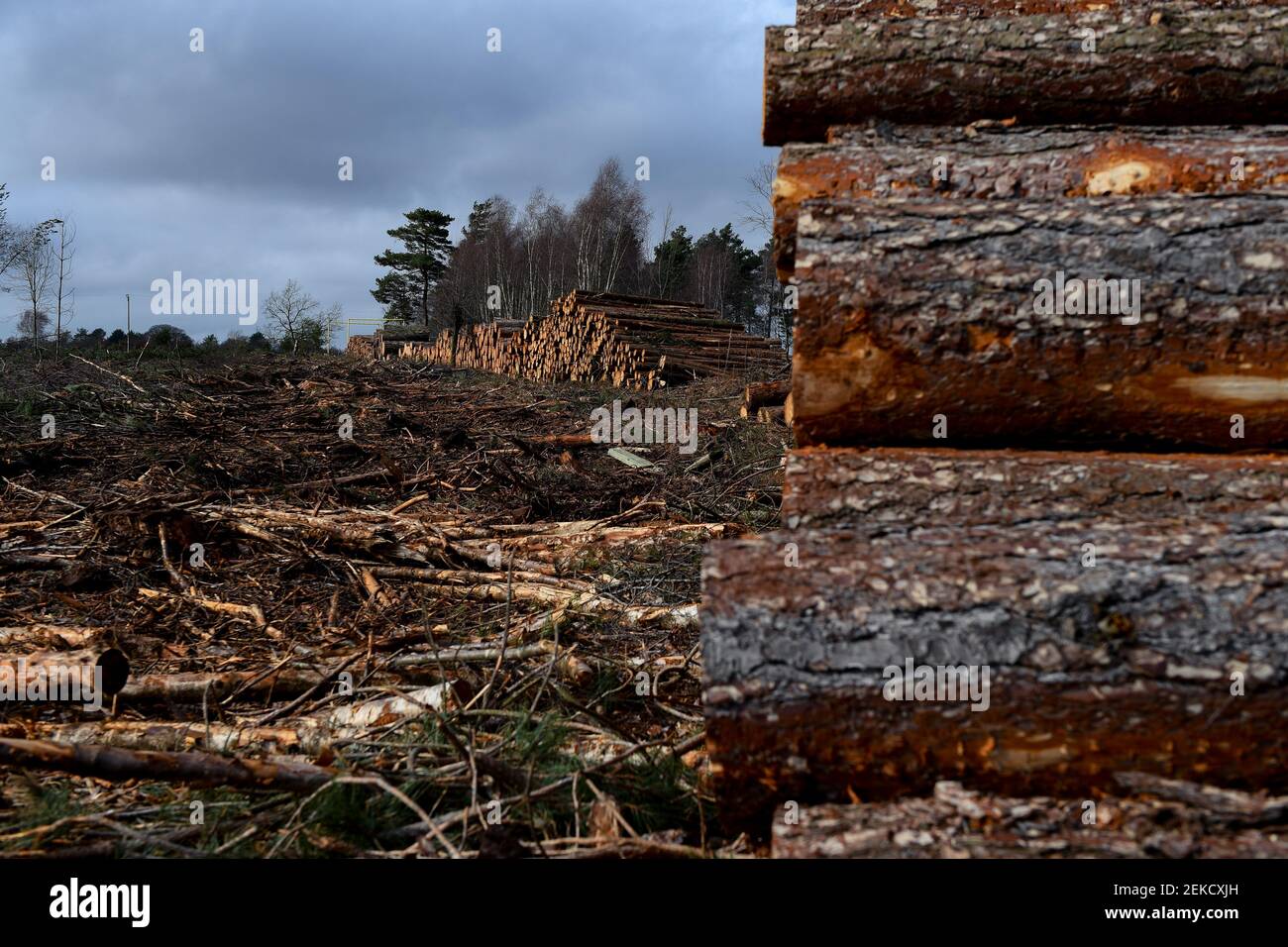 Forest clearance of conifers to restore area to native forest and heathland environment in the New Forest Hampshire England. Part of image set. Stock Photo