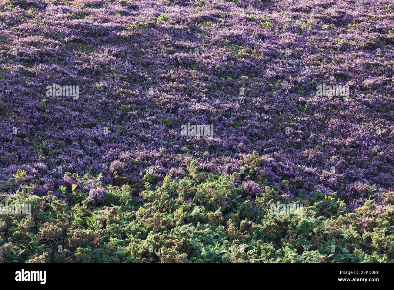 Heidelandschaft am Cap Frehel in voller Blühte. Bretagne Frankreich Stock Photo