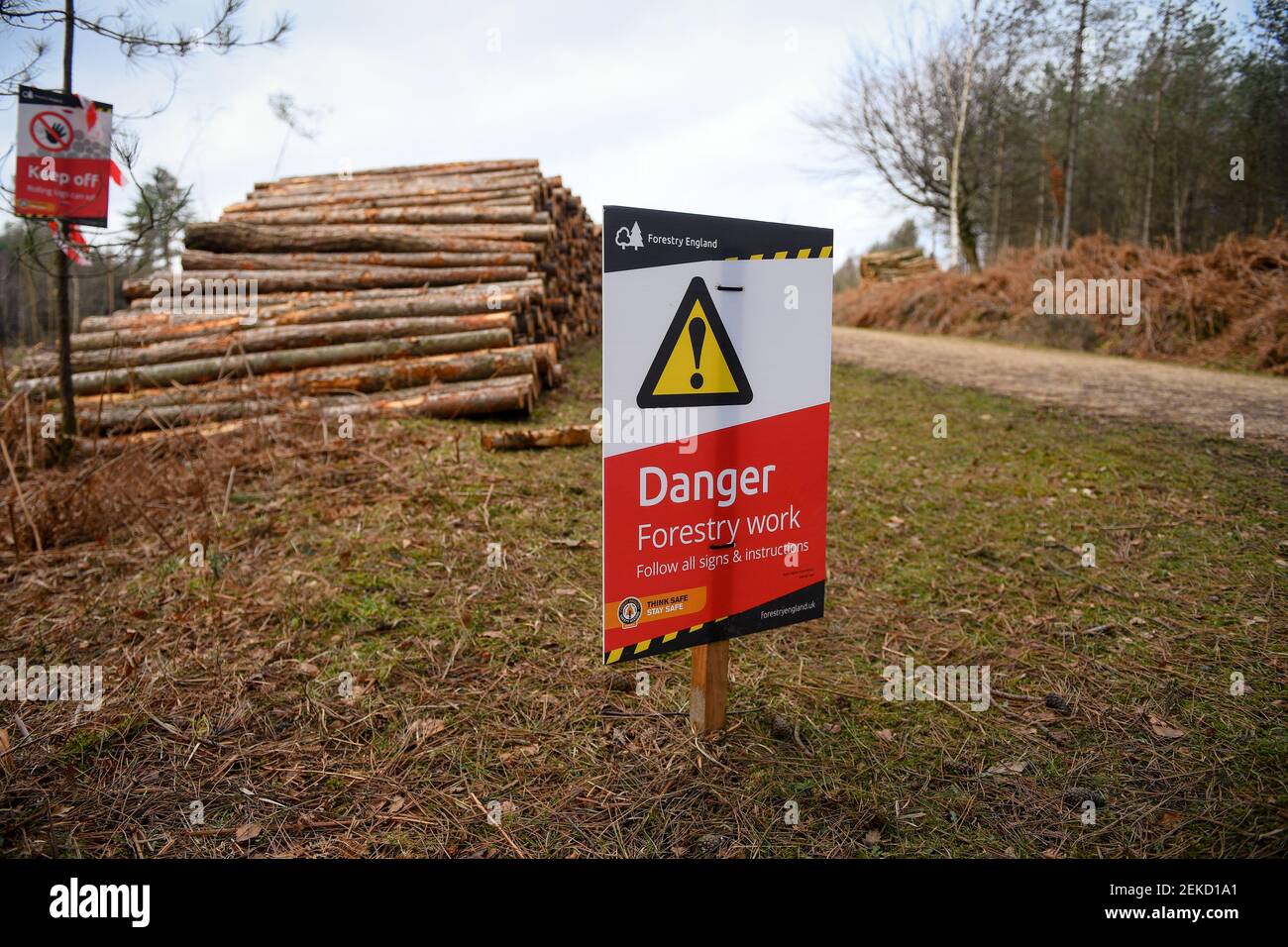 New england forest clearance hi-res stock photography and images - Alamy