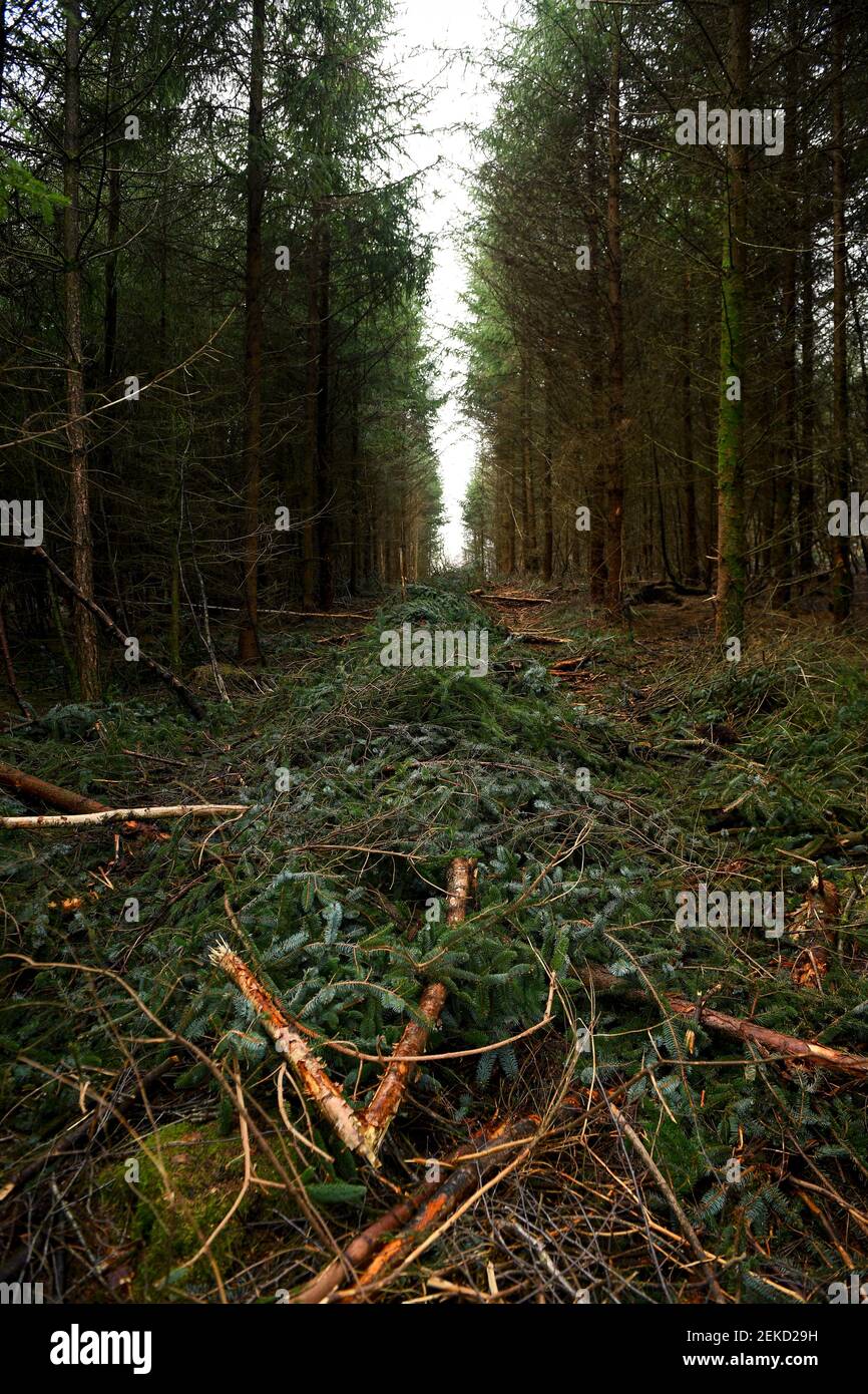 New england forest clearance hi-res stock photography and images - Alamy