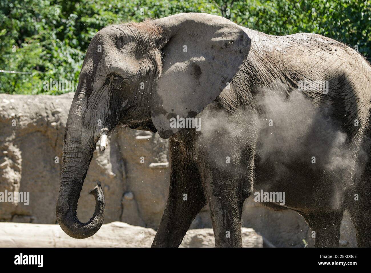 African elephant Kubwa, mother of fellow zoo elephant Kedar, roams her home at the Indianapolis Zoo on Wednesday, July 29, 2020. Kubwa was also mother of Kalina, one of two young female elephants who died during an outbreak of the rare Elephant Endotheliotropic Herpesvirus in March 2019. Indianapolis Zoo African Elephants On Wednesday July 29 2020 (Photo by Jenna Watson/IndyStar/USA Today Network/Sipa USA) Stock Photo