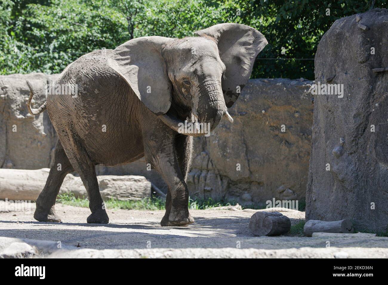 African elephant Kubwa, mother of fellow zoo elephant Kedar, roams her home at the Indianapolis Zoo on Wednesday, July 29, 2020. Kubwa was also mother of Kalina, one of two young female elephants who died during an outbreak of the rare Elephant Endotheliotropic Herpesvirus in March 2019. Indianapolis Zoo African Elephants On Wednesday July 29 2020 (Photo by Jenna Watson/IndyStar/USA Today Network/Sipa USA) Stock Photo