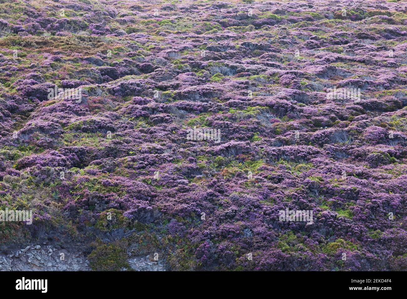 Heathland at Cap Frehel in full bloom. Brittany France Stock Photo