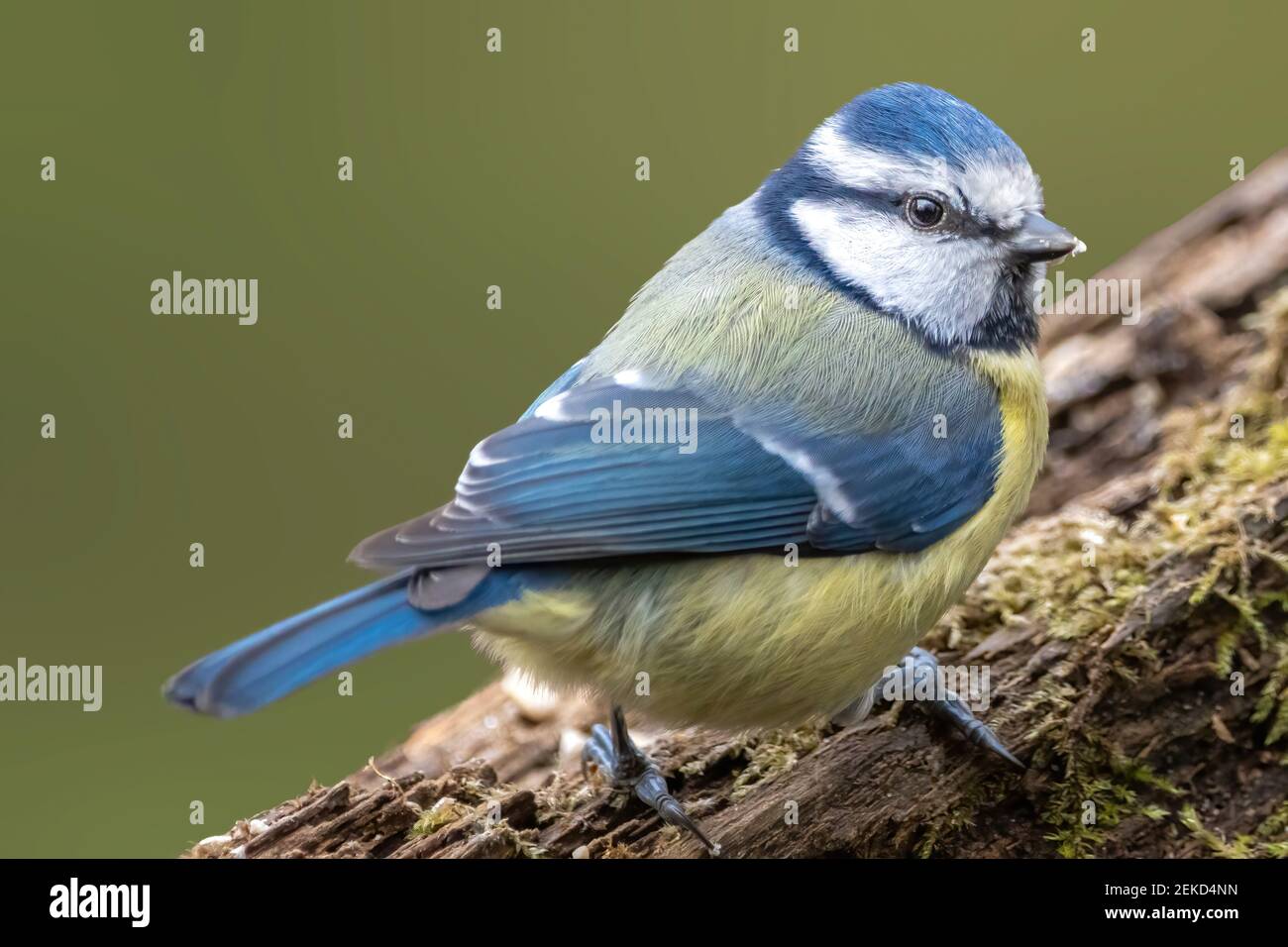 Blue tit at a feeding place at the Mönchbruch pond in a natural reserve in Hesse Germany. Looking for food in winter time. Stock Photo