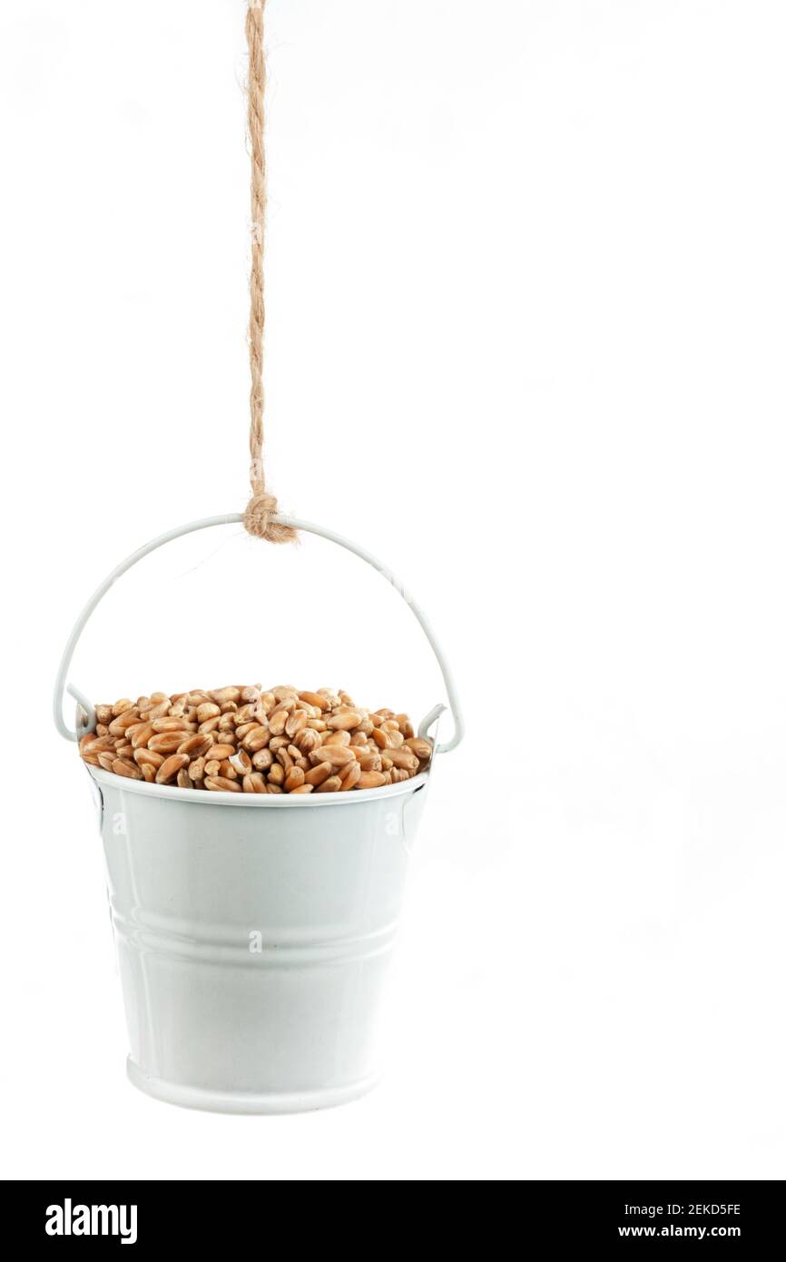 A full bucket of wheat grains hanging from a rope. White background