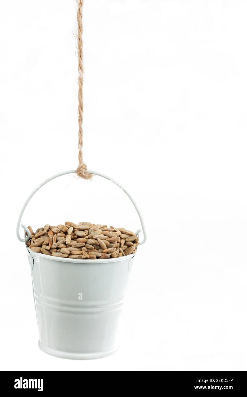 A full bucket of rye grains hanging from a rope. White background Stock ...