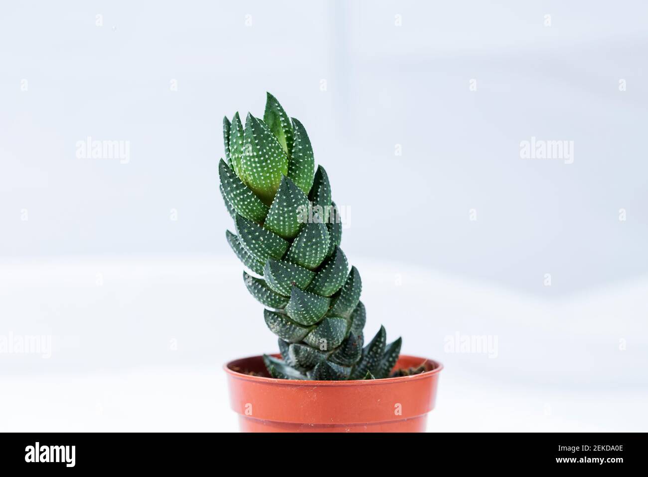 Haworthia coarctata, Haworthiopsis coarctata, decorative succulent plant in plastic starter pot Stock Photo