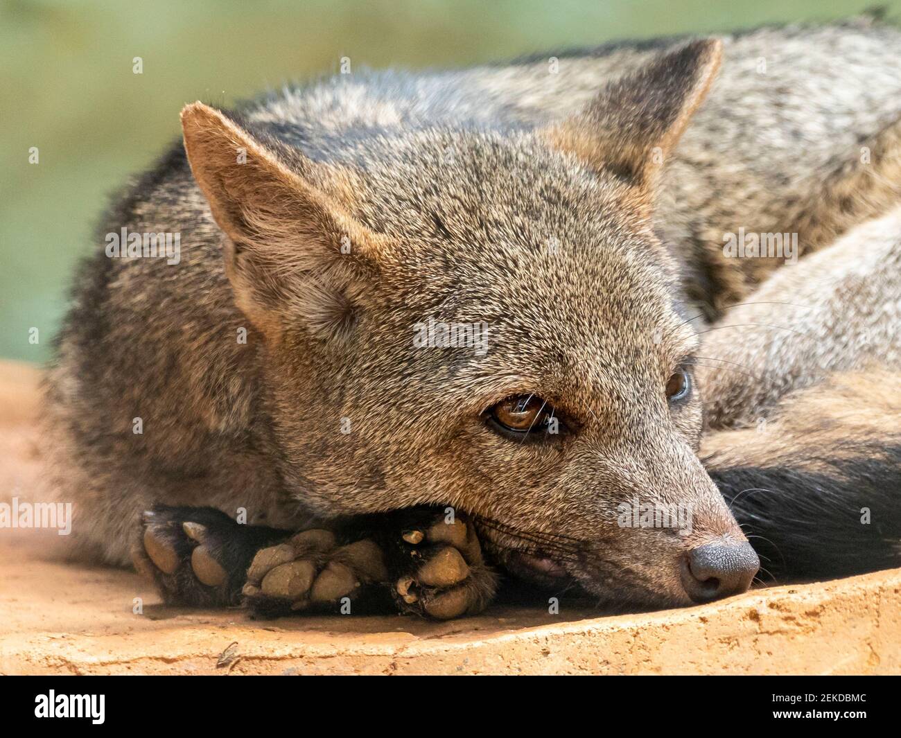 The crabeating fox (Cerdocyon thous), also known as the forest fox