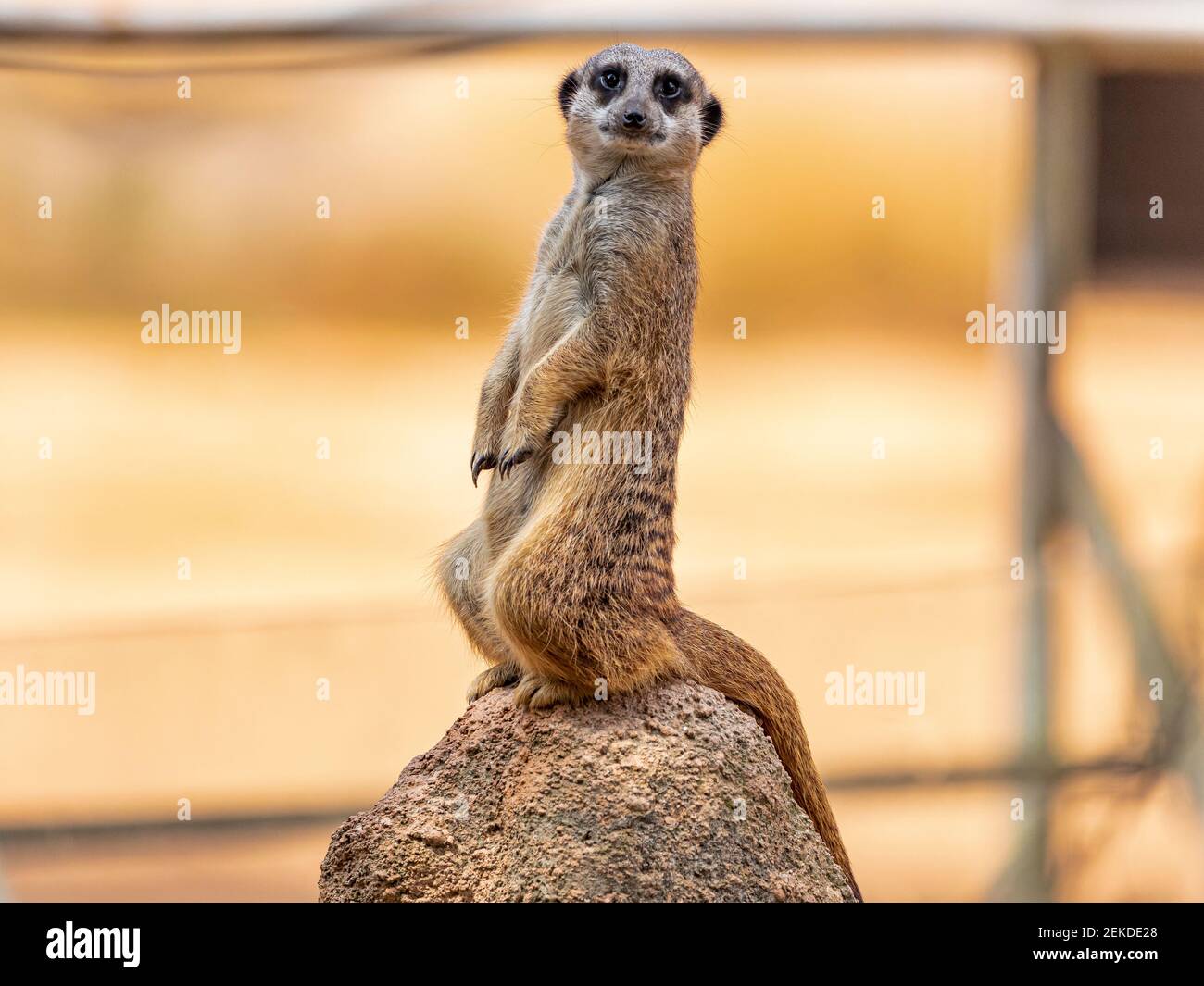The meerkat (Suricata suricatta) or suricate is a small mongoose found in southern Africa Stock Photo