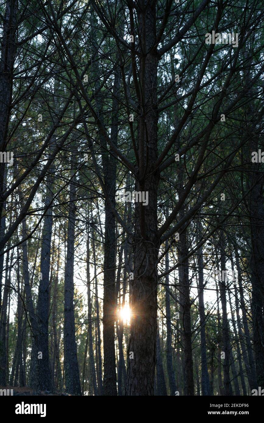 Pine trees silhouette hi-res stock photography and images - Alamy