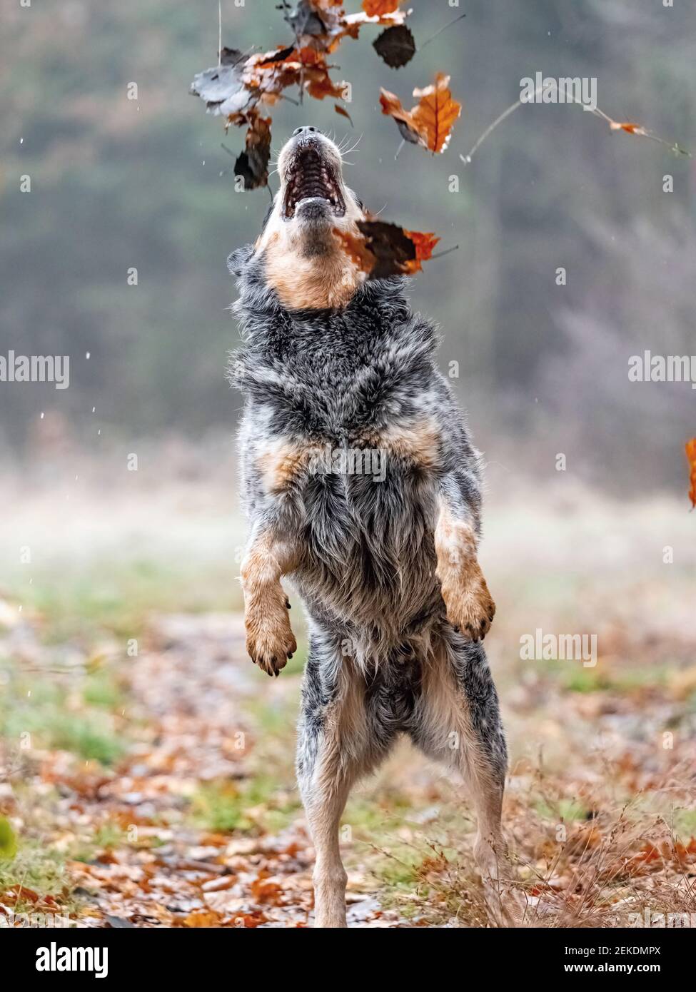 Australian cattle dog in action of catching falling autumn leaves in