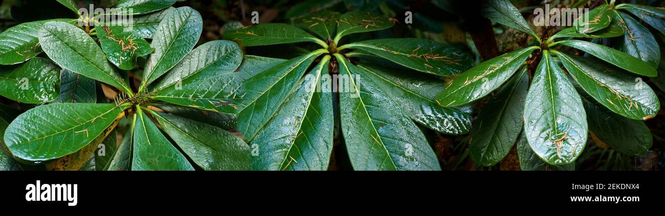Close-up of rhododendron leaves, Seattle, Washington, USA Stock Photo