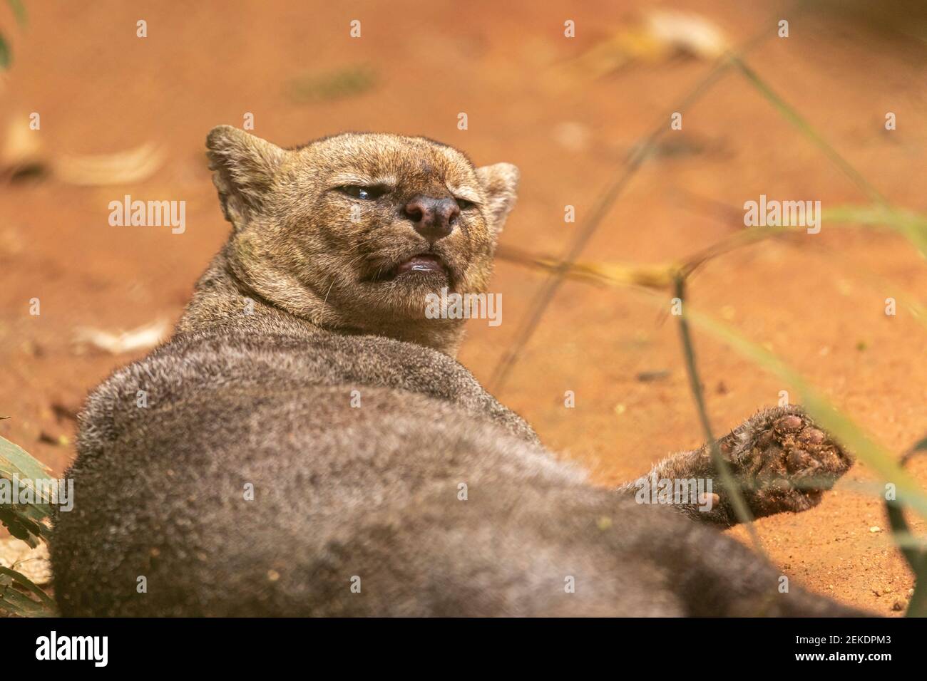 The jaguarundi (Herpailurus yagouaroundi, is a wild cat native to the  Americas Stock Photo - Alamy