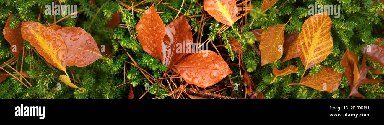 Wet leaves hi-res stock photography and images - Alamy