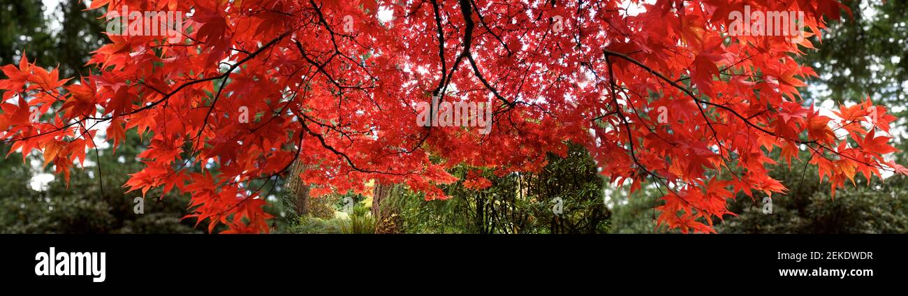 Maple leaves in fall, Seattle, Washington, USA Stock Photo