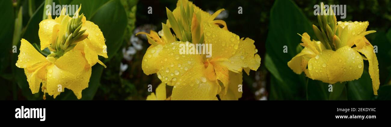 Close up wet flowers hi-res stock photography and images - Alamy