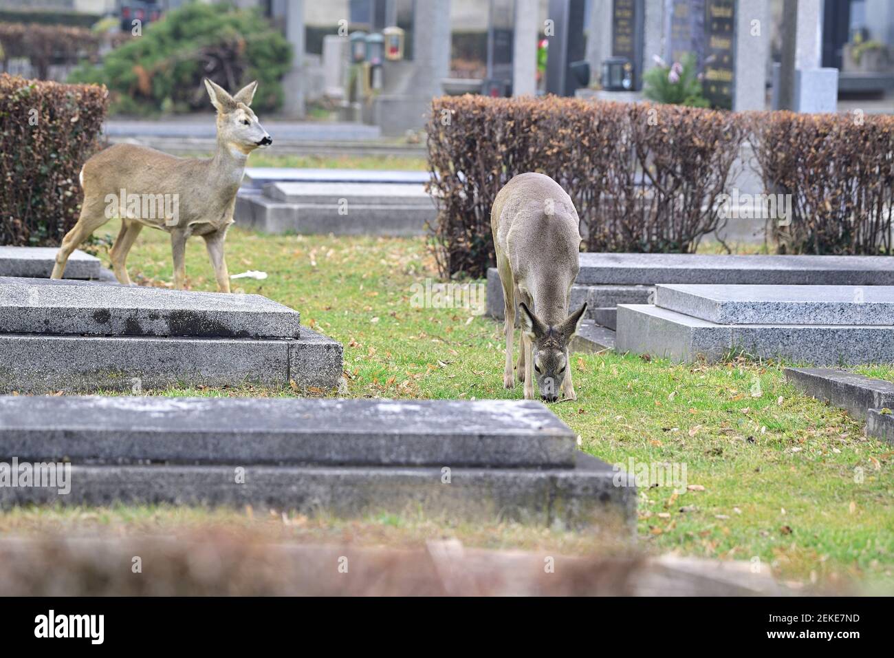 Wildlife in Vienna-Vienna Central Cemetery. Deer (Capreolus capreolus) . Stock Photo