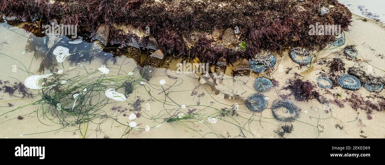 Seaweeds on sandy beach, Crystal Cove State Park, Newport Beach, California, USA Stock Photo
