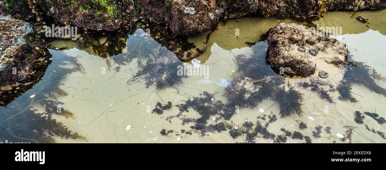 Seaweeds on sandy beach, Crystal Cove State Park, Newport Beach, California, USA Stock Photo