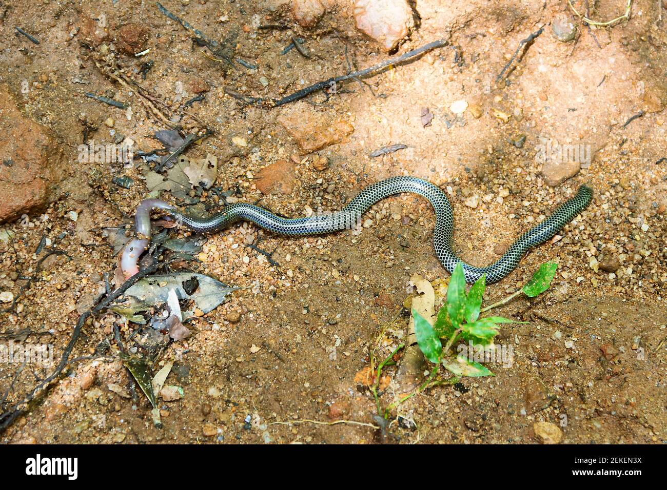 The snake swallows a large earthworm. Shield-tailed snakes (Uropeltidae) possibly Rhinophis philippinus, endemic.. Tropical rainforest (cloud forest) Stock Photo