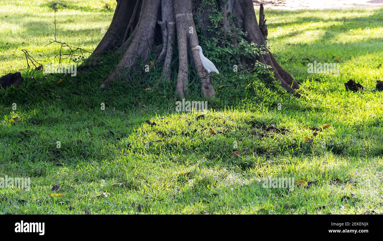 Winter tropical treescape. An old Banyan, air root and buttress root, and Indian Cattle Egret (Bubulcus coromandus) sit under the canopy of a tree. Sr Stock Photo