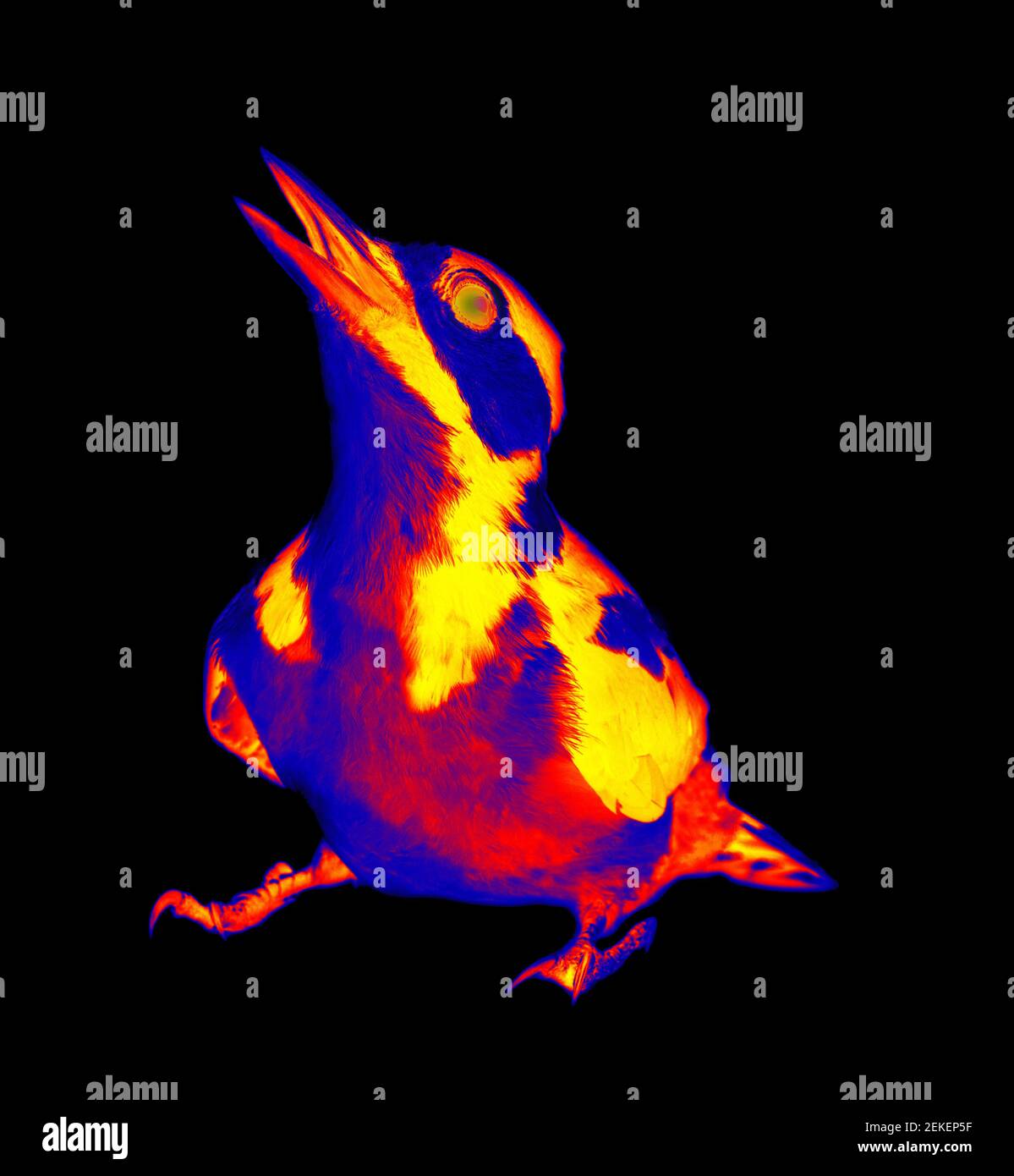 Woodpecker. Scanning the animal's body temperature with a thermal