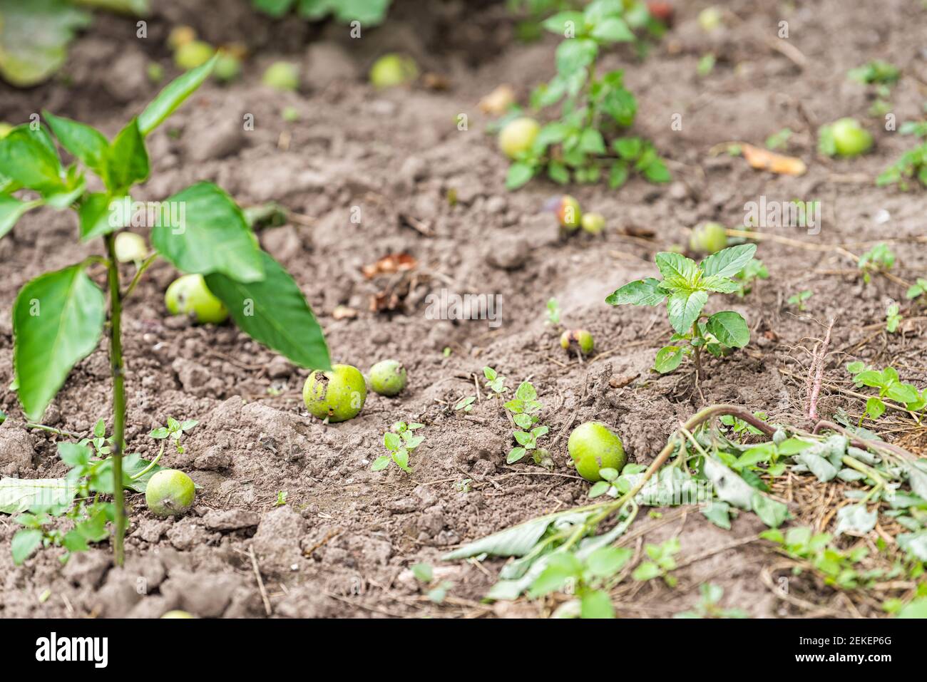 Eggplant seedling plant hires stock photography and images Alamy