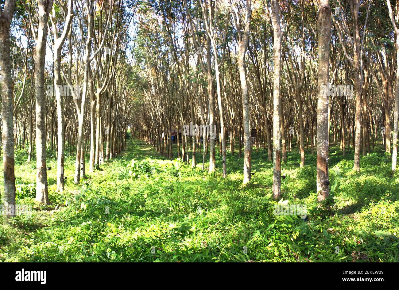 Landscape of Hevea brasiliensis Muell. Arg. or Para Rubber garden panorama Stock Photo