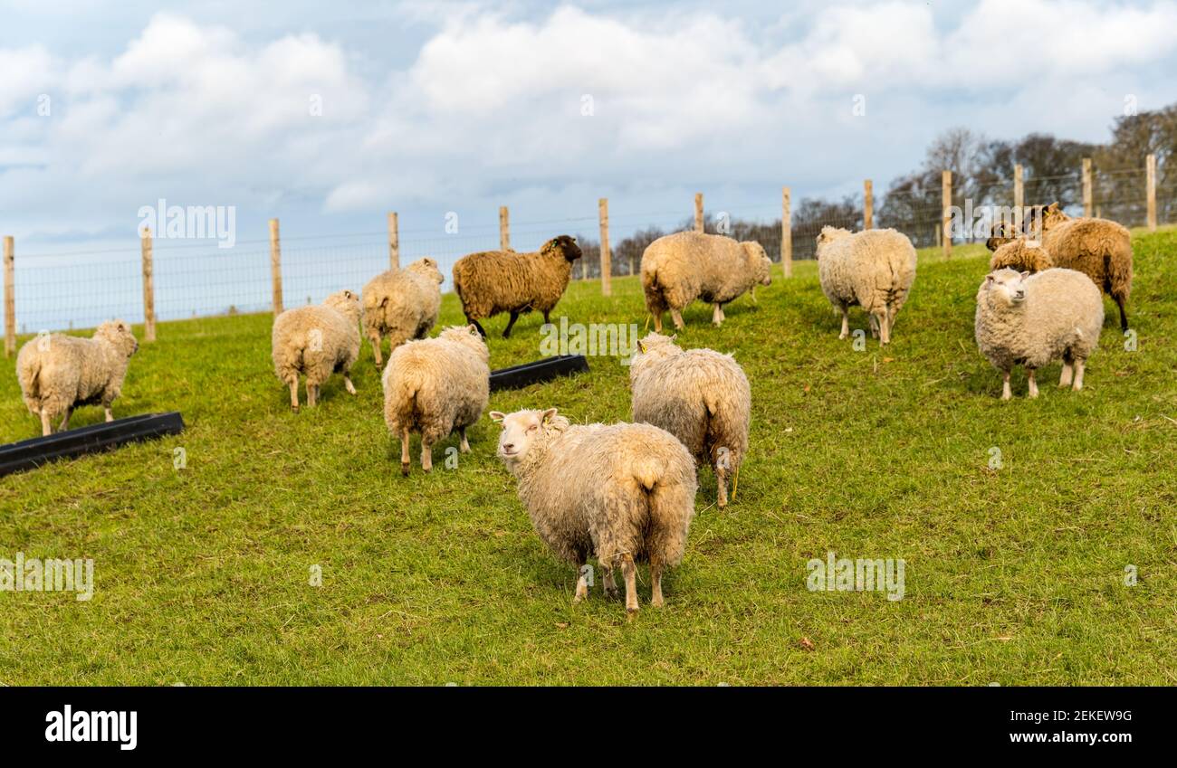Pure bred Shetland sheep ewes in green field in Spring sunshine, East