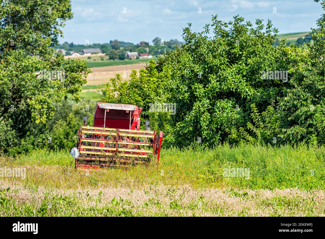 Farm fields and green trees in summer in Rivne, Ukraine countryside village with tractor clearing weeds cutting wheat and blue sky Stock Photo