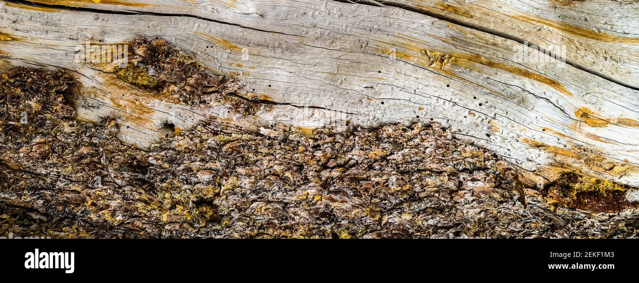 Wood and rock, Sonora Pass, Mono County, California, USA Stock Photo
