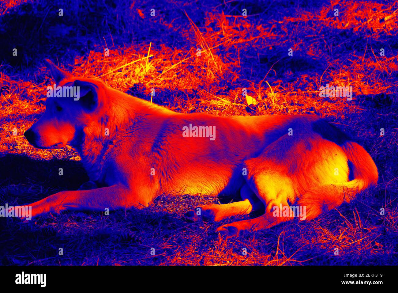 Portraits of dogs. Scanning the animal's body temperature with a